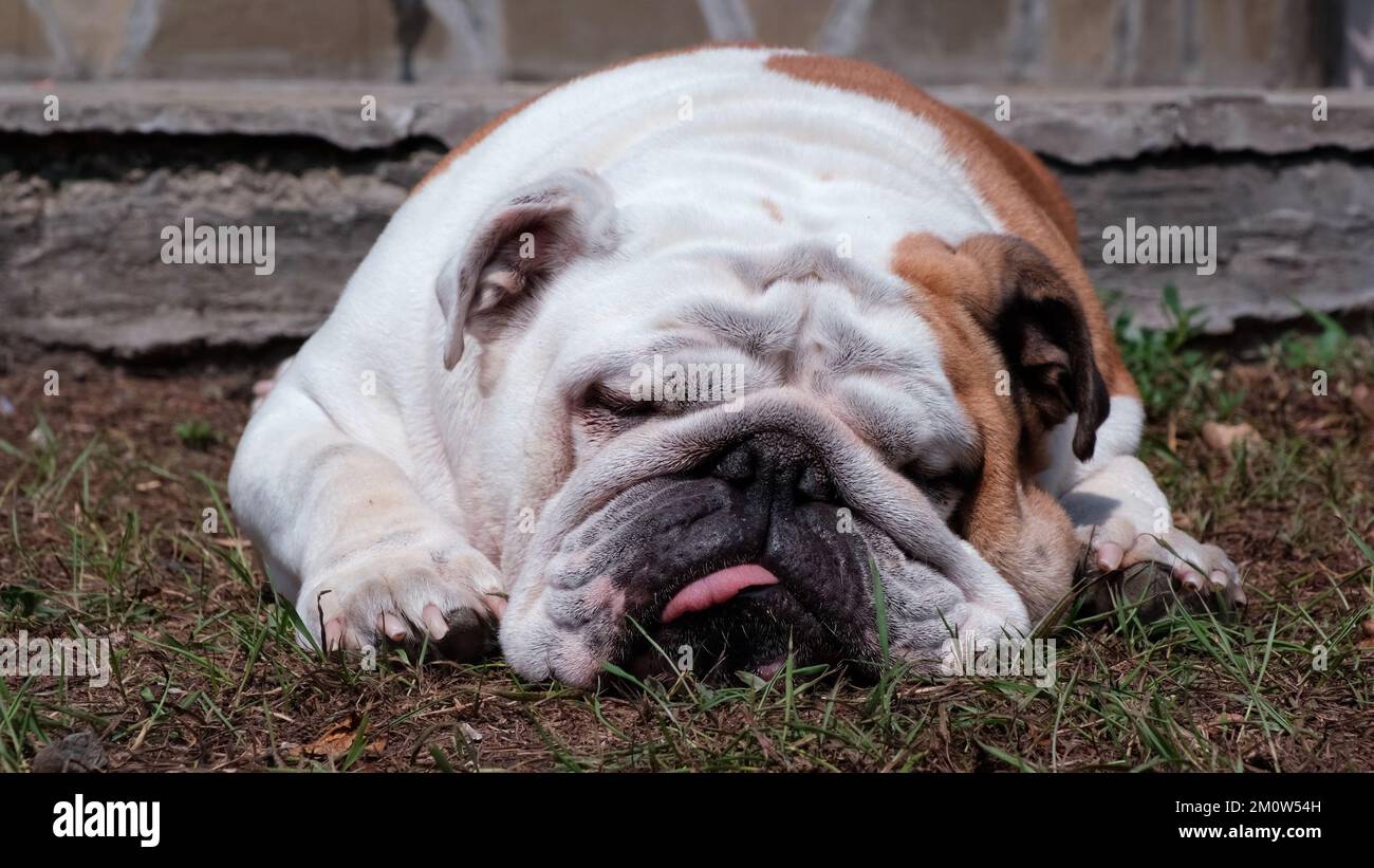 Divertente adulto inglese bulldog è riposante a terra in estate su un cortile. Dorme con la lingua fuori. Concetto PET Foto Stock