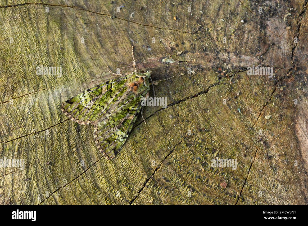 Archi verdi Anaplettoides prasina, imago roosting, Penmorvah Hotel, Falmouth, Cornovaglia, Regno Unito, giugno Foto Stock