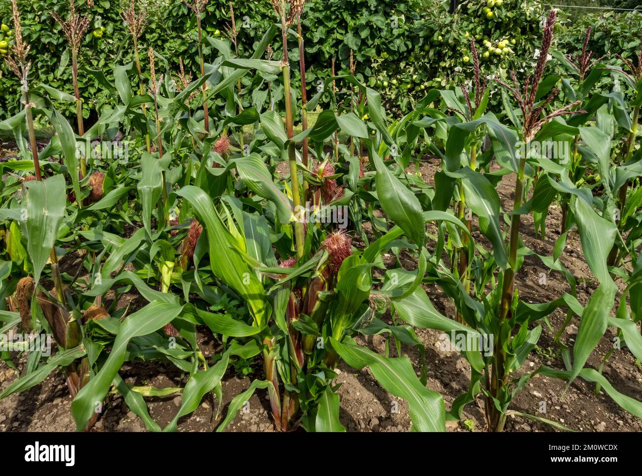 Primo piano di zuccherine dolcificcorn varietà 'Picasso' piante piante vegetali in un orto d'estate Inghilterra Regno Unito Gran Bretagna Foto Stock