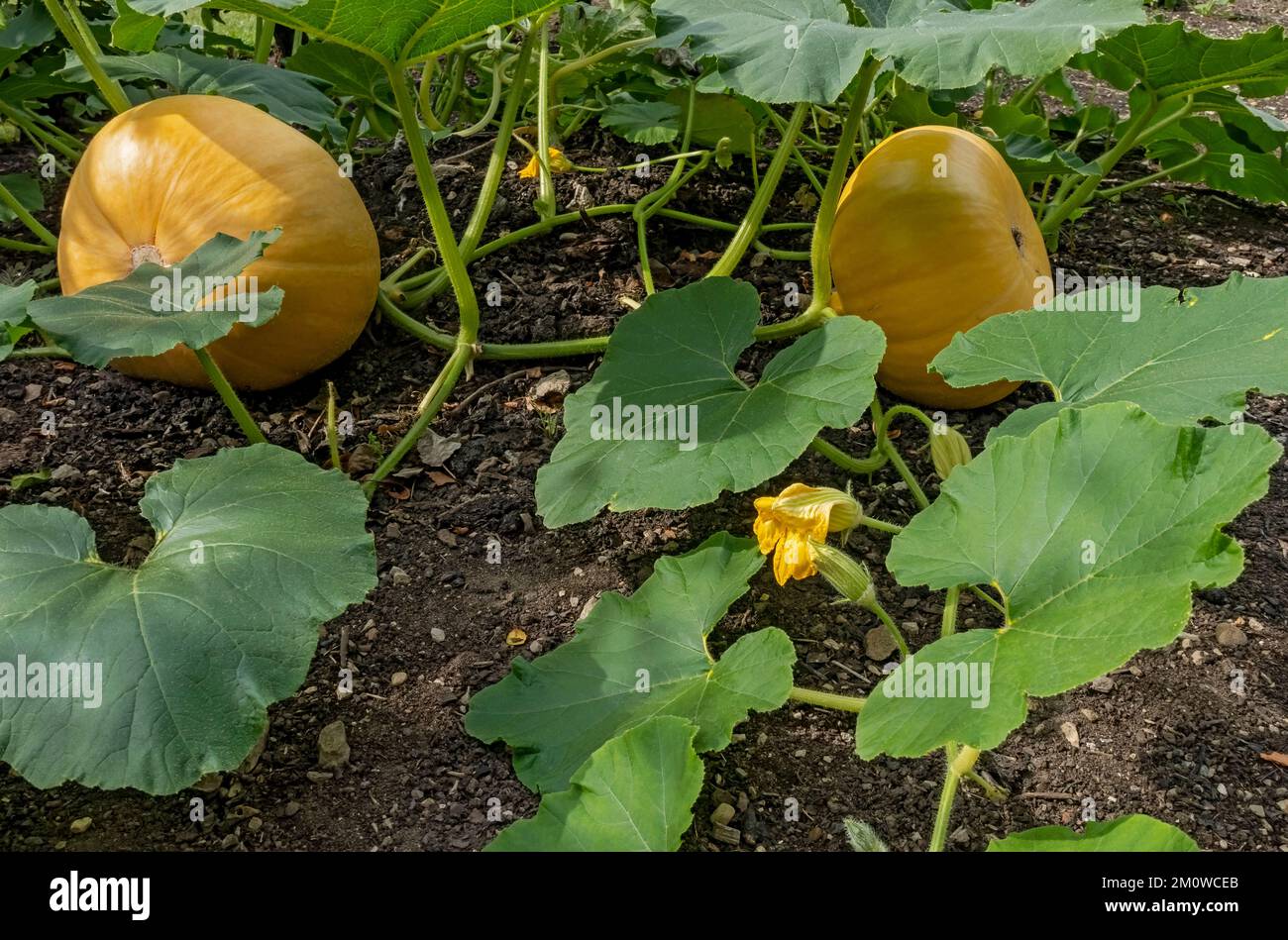 Primo piano di zucca cucrbita maxima zucca 'giallo hundredweight' piante di zucca che crescono in un orto in autunno Inghilterra Regno Unito Gran Bretagna Foto Stock
