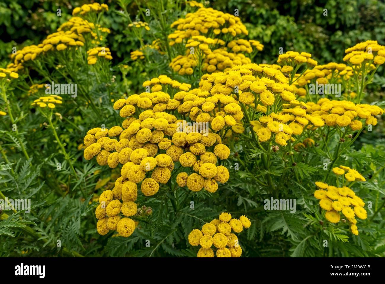 Tansy tanacetum vulgare fiori fiori piante piante piante fiorite in un giardino di confine in estate Inghilterra Regno Unito Regno Unito GB Gran Bretagna Foto Stock