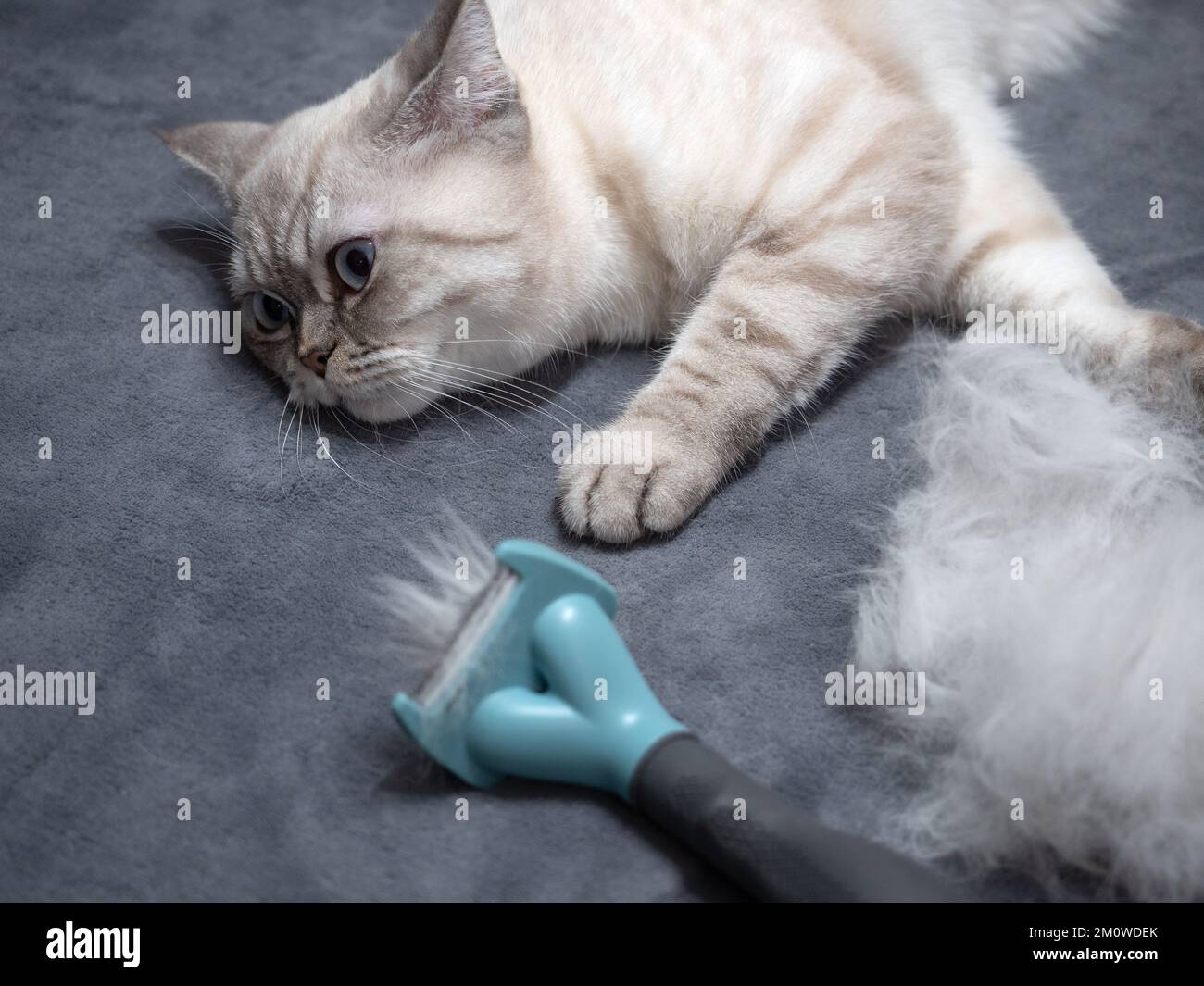 Gatto bianco britannico a pelo corto in piedi vicino ad un grande mucchio di pelliccia Foto Stock