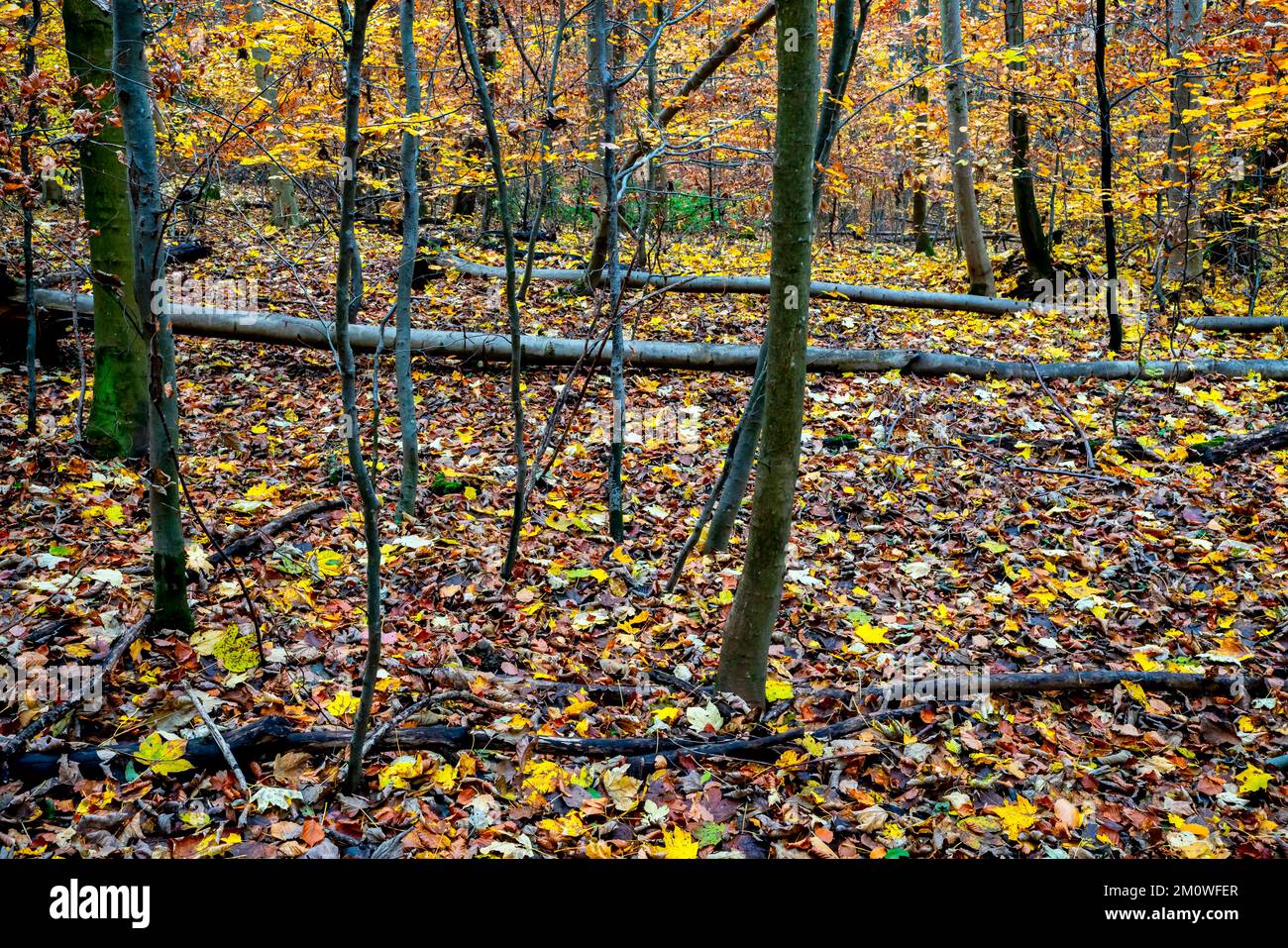 Colori autunnali nella riserva forestale di Ausserberg e Mittelberg (Riehen e Bettingen), Canton Basilea-Città, Svizzera. Foto Stock