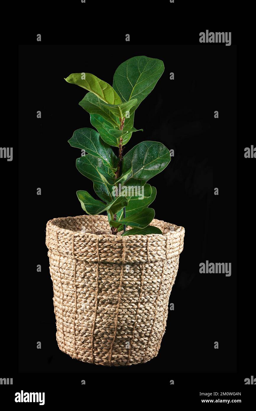Ficus lyrata in una pentola di vimini su uno sfondo nero isolato. Il concetto di una casa interna, un negozio di fiori. Foglia di fiddle fig. Spazio di copia. Foto Stock
