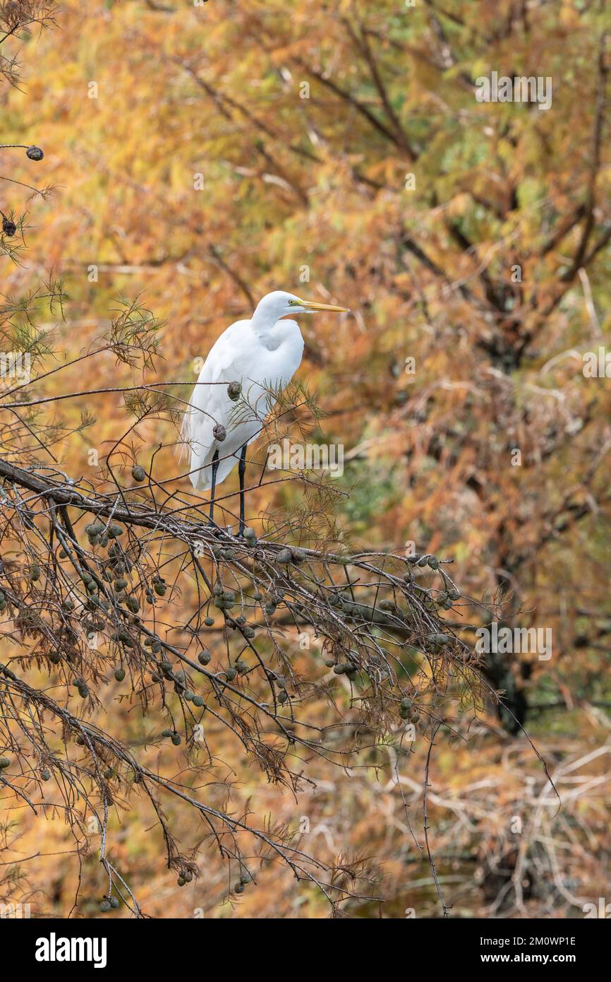 Una grande buretta bianca seduta su un albero in autunno. Foto Stock