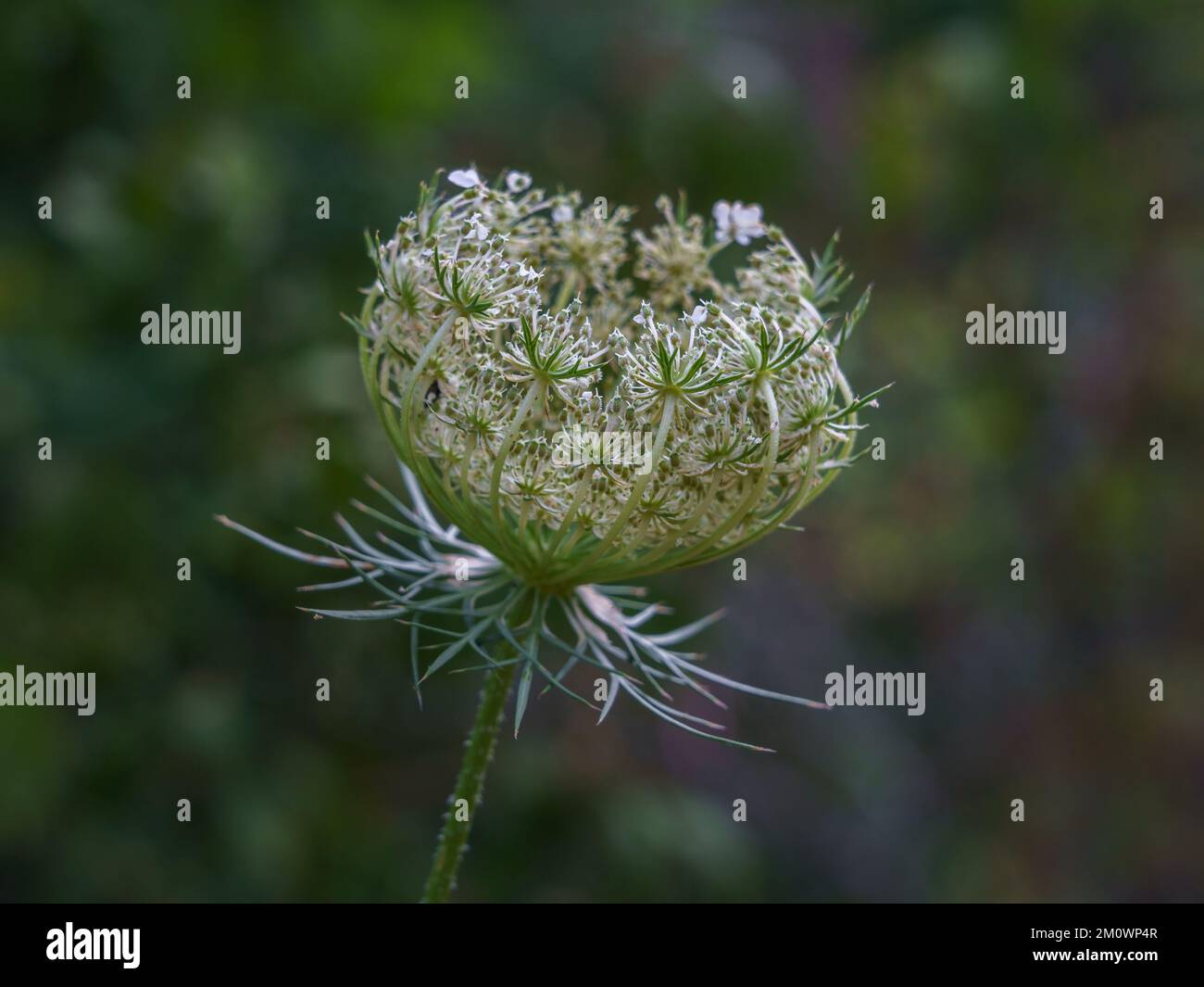 Vista in primo piano della carota di daucus bianca e verde, nota anche come carota selvatica, nido di uccelli o pizzo del vescovo, fioritura di un giovane fiore su sfondo naturale Foto Stock