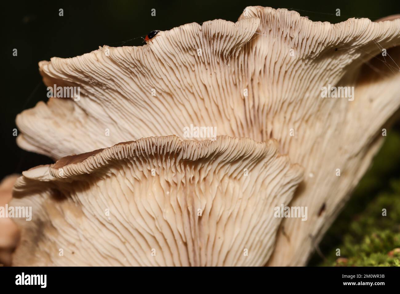 I funghi di bosco Foto Stock