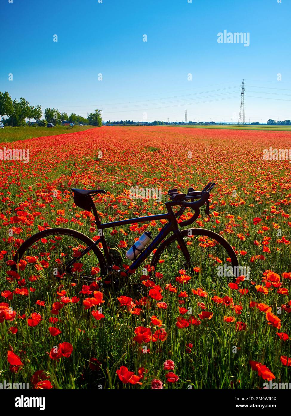 Un bel colpo di bicicletta nel mezzo di un campo di fiori di tulipano rosso in una giornata di sole Foto Stock