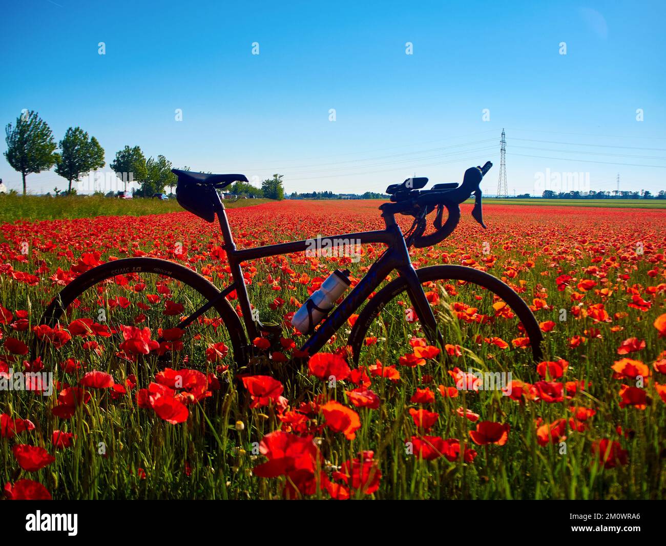 Un bel colpo di bicicletta nel mezzo di un campo di fiori di tulipano rosso in una giornata di sole Foto Stock