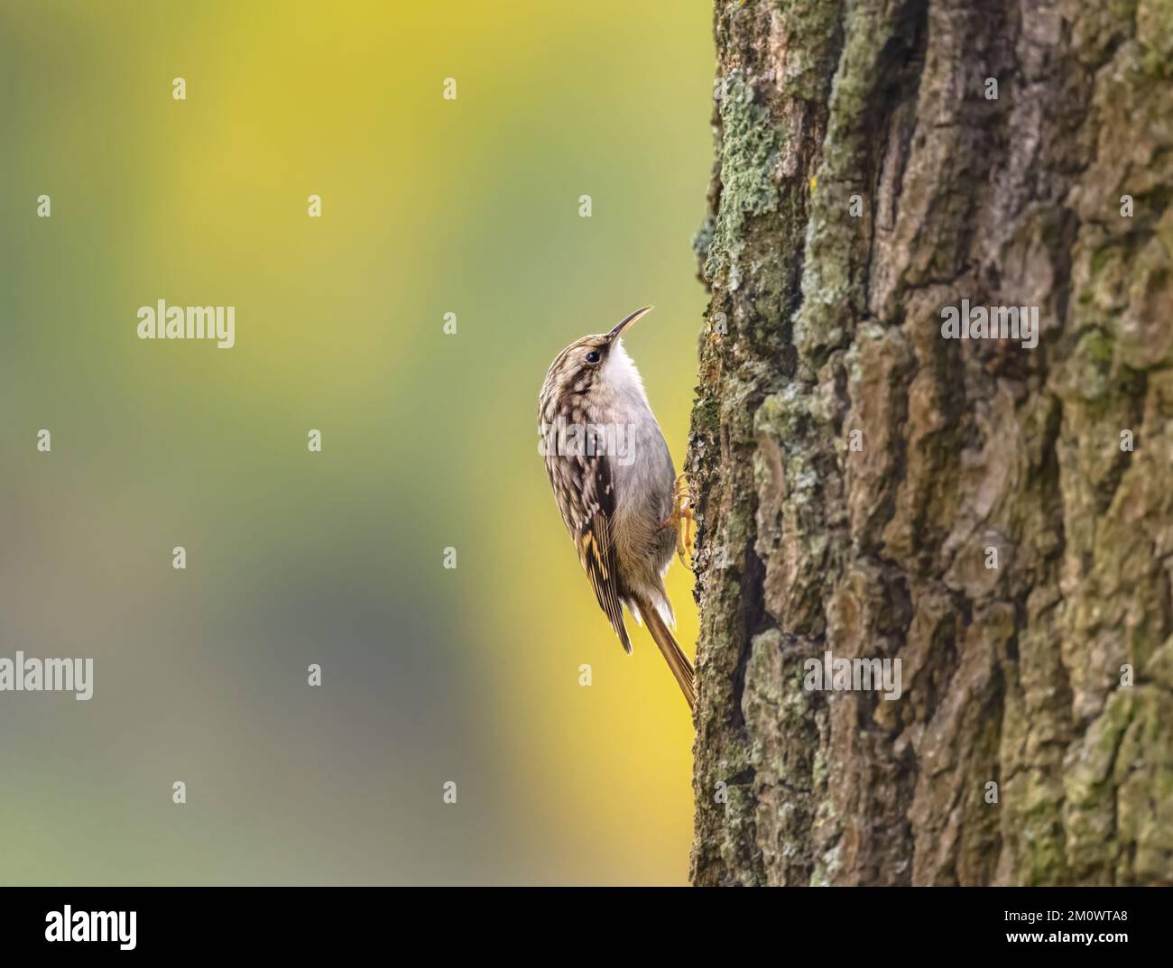 treecreeper a punta corta, Certhia brachydactyla, con piumaggio criptico che sale su un tronco d'albero con corteccia solcata in autunno, Germania Foto Stock