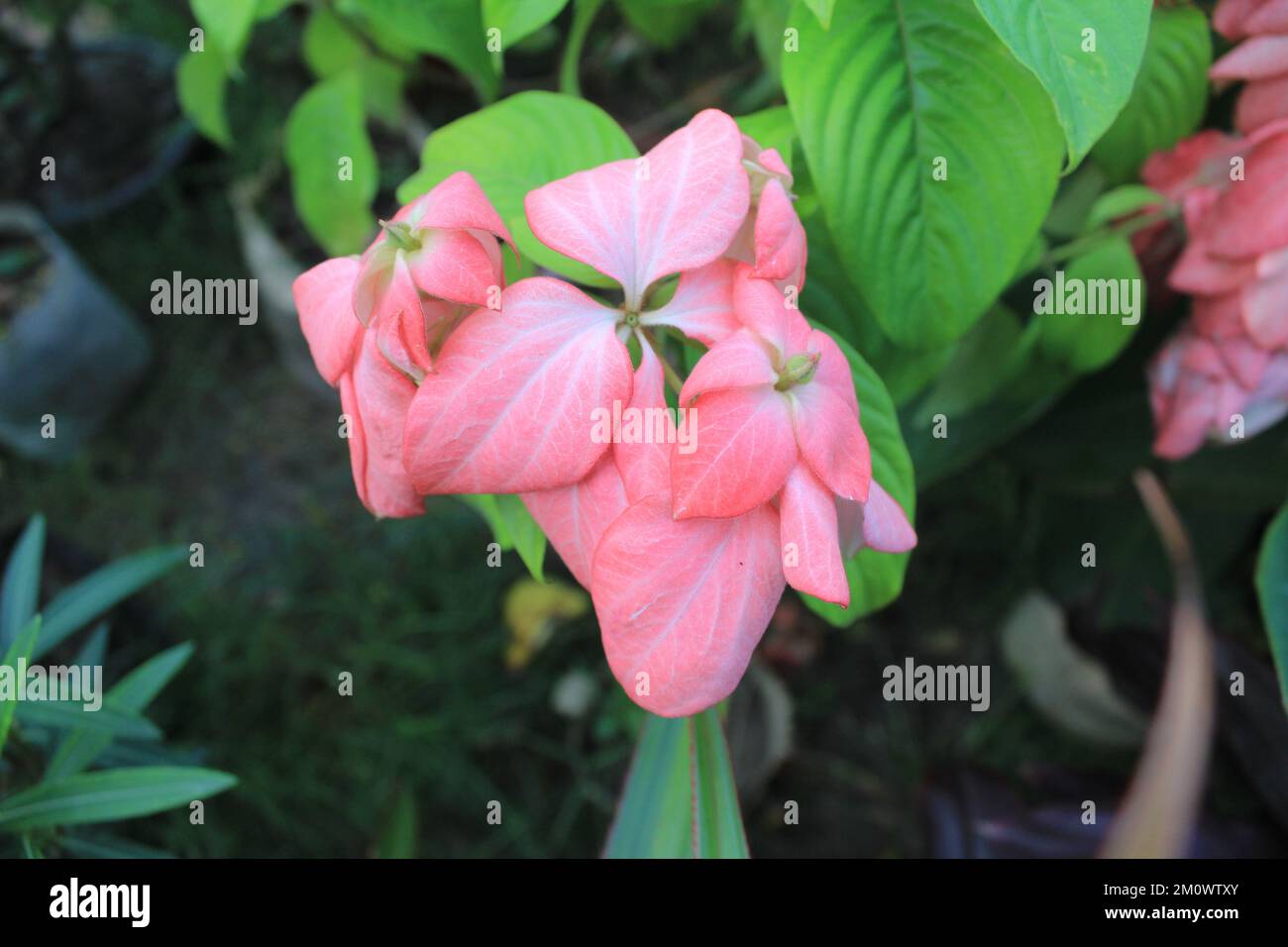 Naturale, fiore Foto Stock