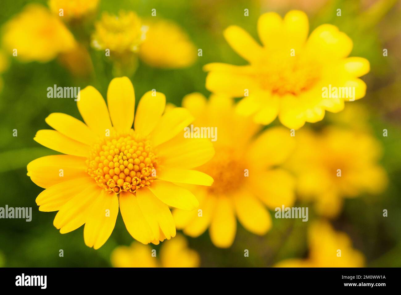 Bella margherita fiori sul prato verde Foto Stock