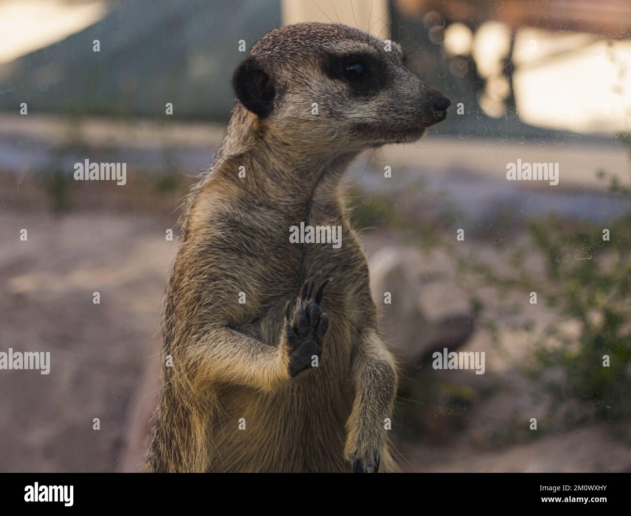 In piedi meerkat sulle pietre. Suricata suricatta Foto Stock