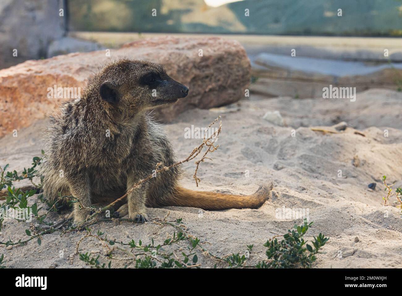 Meerkat seduto sulle pietre. Suricata suricatta Foto Stock