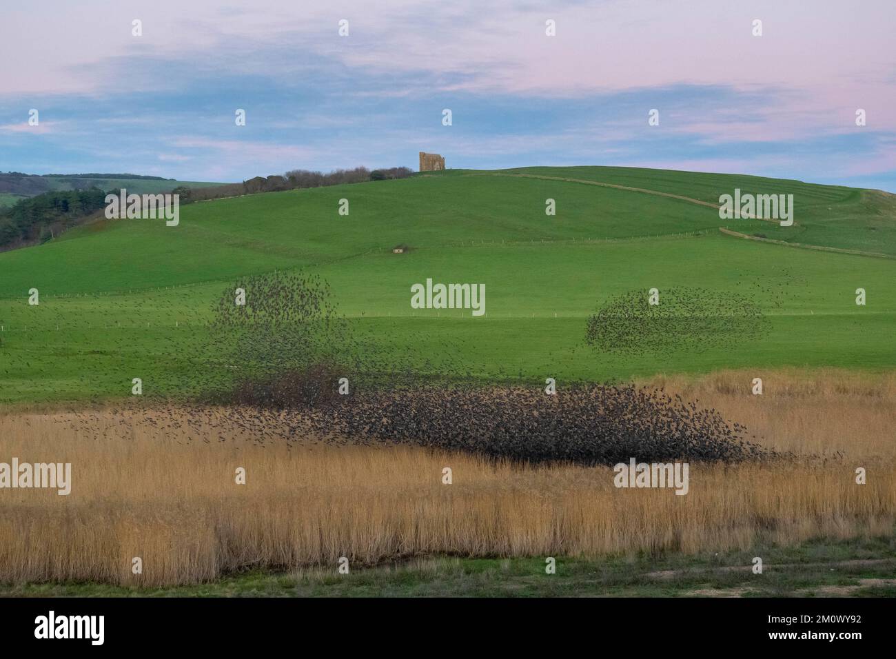Abbotsbury, Dorset, Regno Unito. 8th dicembre 2022. Meteo nel Regno Unito. Migliaia di Starlings si riuniscono per il loro mormorio serale sopra le canne costiere al tramonto ad Abbotbury in Dorset, mentre si preparano a ruggire per la notte in un freddo pomeriggio limpido. Picture Credit: Graham Hunt/Alamy Live News Foto Stock Abbotsbury, Dorset, Regno Unito. 8th dicembre 2022. Meteo nel Regno Unito. Migliaia di Starlings si riuniscono per il loro mormorio serale sopra le canne costiere al tramonto ad Abbotbury in Dorset, mentre si preparano a ruggire per la notte in un freddo pomeriggio limpido. Picture Credit: Graham Hunt/Alamy Live News Foto Stock