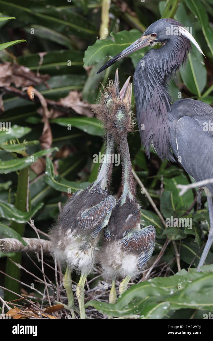 Heron tricolore (Egretta tricolore) Wakodahatchee Wetlands Florida USA Foto Stock