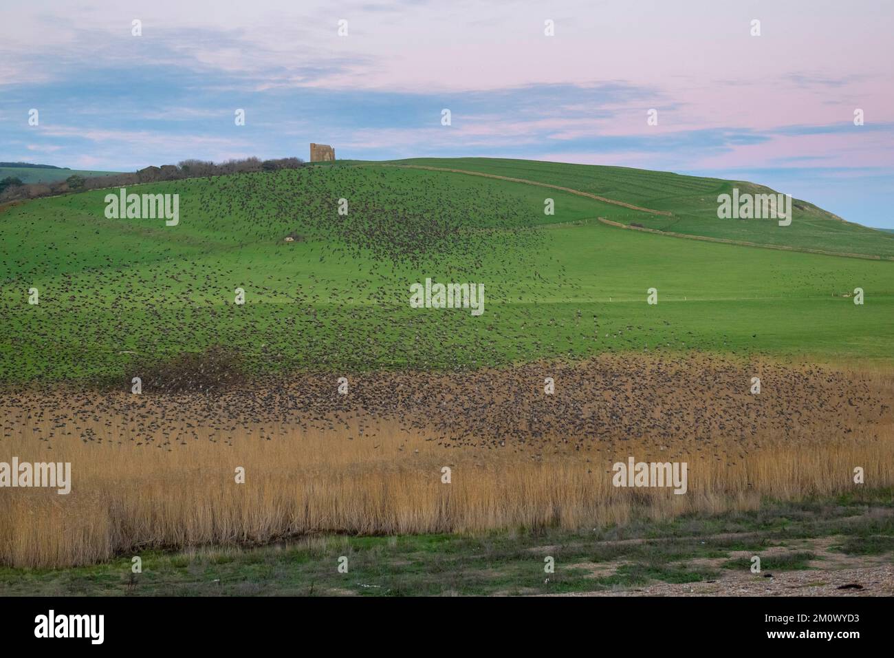 Abbotsbury, Dorset, Regno Unito. 8th dicembre 2022. Meteo nel Regno Unito. Migliaia di Starlings si riuniscono per il loro mormorio serale sopra le canne costiere al tramonto ad Abbotbury in Dorset, mentre si preparano a ruggire per la notte in un freddo pomeriggio limpido. Picture Credit: Graham Hunt/Alamy Live News Foto Stock Abbotsbury, Dorset, Regno Unito. 8th dicembre 2022. Meteo nel Regno Unito. Migliaia di Starlings si riuniscono per il loro mormorio serale sopra le canne costiere al tramonto ad Abbotbury in Dorset, mentre si preparano a ruggire per la notte in un freddo pomeriggio limpido. Picture Credit: Graham Hunt/Alamy Live News Foto Stock