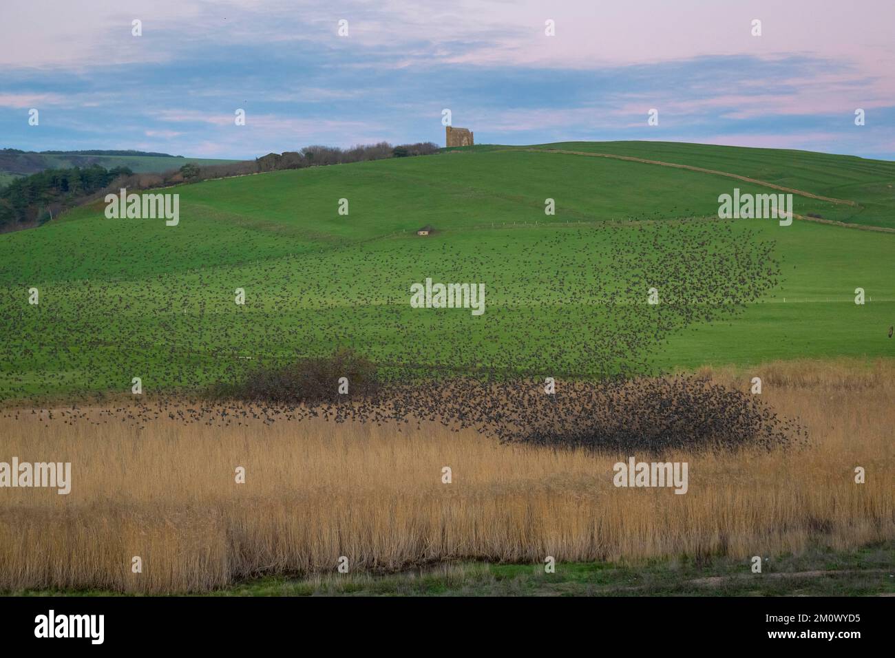 Abbotsbury, Dorset, Regno Unito. 8th dicembre 2022. Meteo nel Regno Unito. Migliaia di Starlings si riuniscono per il loro mormorio serale sopra le canne costiere al tramonto ad Abbotbury in Dorset, mentre si preparano a ruggire per la notte in un freddo pomeriggio limpido. Picture Credit: Graham Hunt/Alamy Live News Foto Stock Abbotsbury, Dorset, Regno Unito. 8th dicembre 2022. Meteo nel Regno Unito. Migliaia di Starlings si riuniscono per il loro mormorio serale sopra le canne costiere al tramonto ad Abbotbury in Dorset, mentre si preparano a ruggire per la notte in un freddo pomeriggio limpido. Picture Credit: Graham Hunt/Alamy Live News Foto Stock