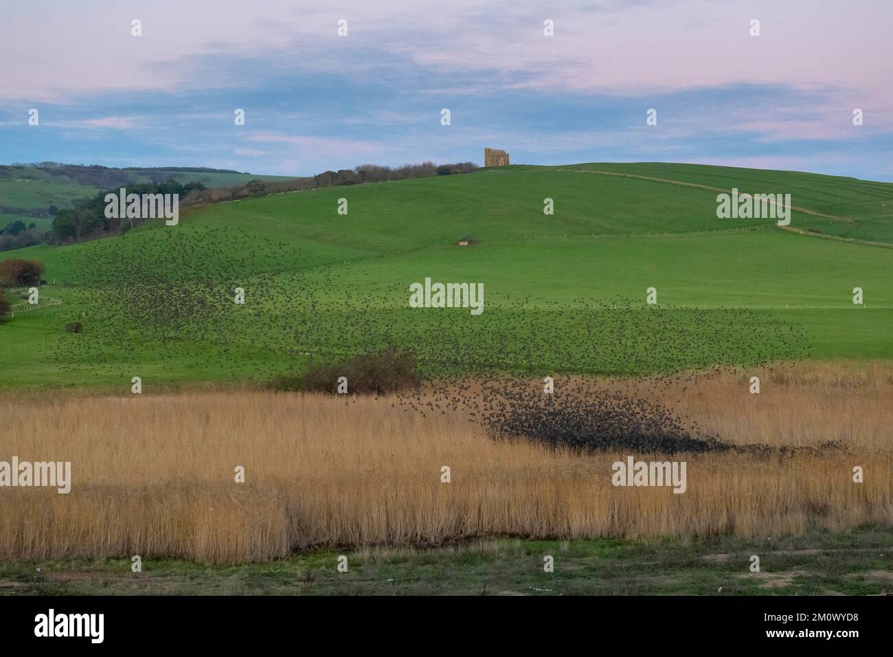 Abbotsbury, Dorset, Regno Unito. 8th dicembre 2022. Meteo nel Regno Unito. Migliaia di Starlings si riuniscono per il loro mormorio serale sopra le canne costiere al tramonto ad Abbotbury in Dorset, mentre si preparano a ruggire per la notte in un freddo pomeriggio limpido. Picture Credit: Graham Hunt/Alamy Live News Foto Stock Abbotsbury, Dorset, Regno Unito. 8th dicembre 2022. Meteo nel Regno Unito. Migliaia di Starlings si riuniscono per il loro mormorio serale sopra le canne costiere al tramonto ad Abbotbury in Dorset, mentre si preparano a ruggire per la notte in un freddo pomeriggio limpido. Picture Credit: Graham Hunt/Alamy Live News Foto Stock