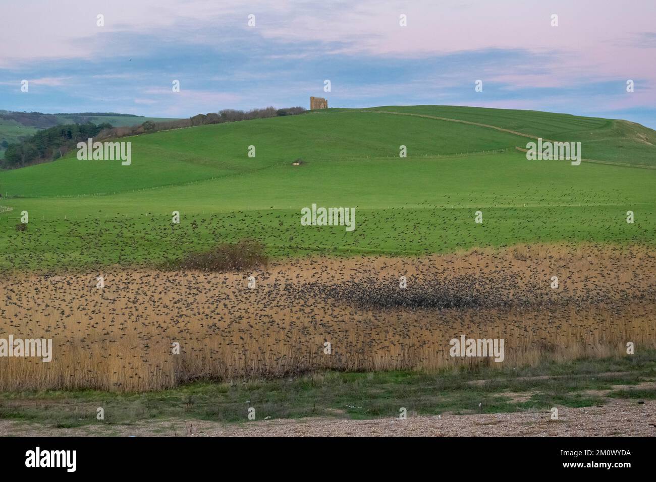 Abbotsbury, Dorset, Regno Unito. 8th dicembre 2022. Meteo nel Regno Unito. Migliaia di Starlings si riuniscono per il loro mormorio serale sopra le canne costiere al tramonto ad Abbotbury in Dorset, mentre si preparano a ruggire per la notte in un freddo pomeriggio limpido. Picture Credit: Graham Hunt/Alamy Live News Foto Stock Abbotsbury, Dorset, Regno Unito. 8th dicembre 2022. Meteo nel Regno Unito. Migliaia di Starlings si riuniscono per il loro mormorio serale sopra le canne costiere al tramonto ad Abbotbury in Dorset, mentre si preparano a ruggire per la notte in un freddo pomeriggio limpido. Picture Credit: Graham Hunt/Alamy Live News Foto Stock