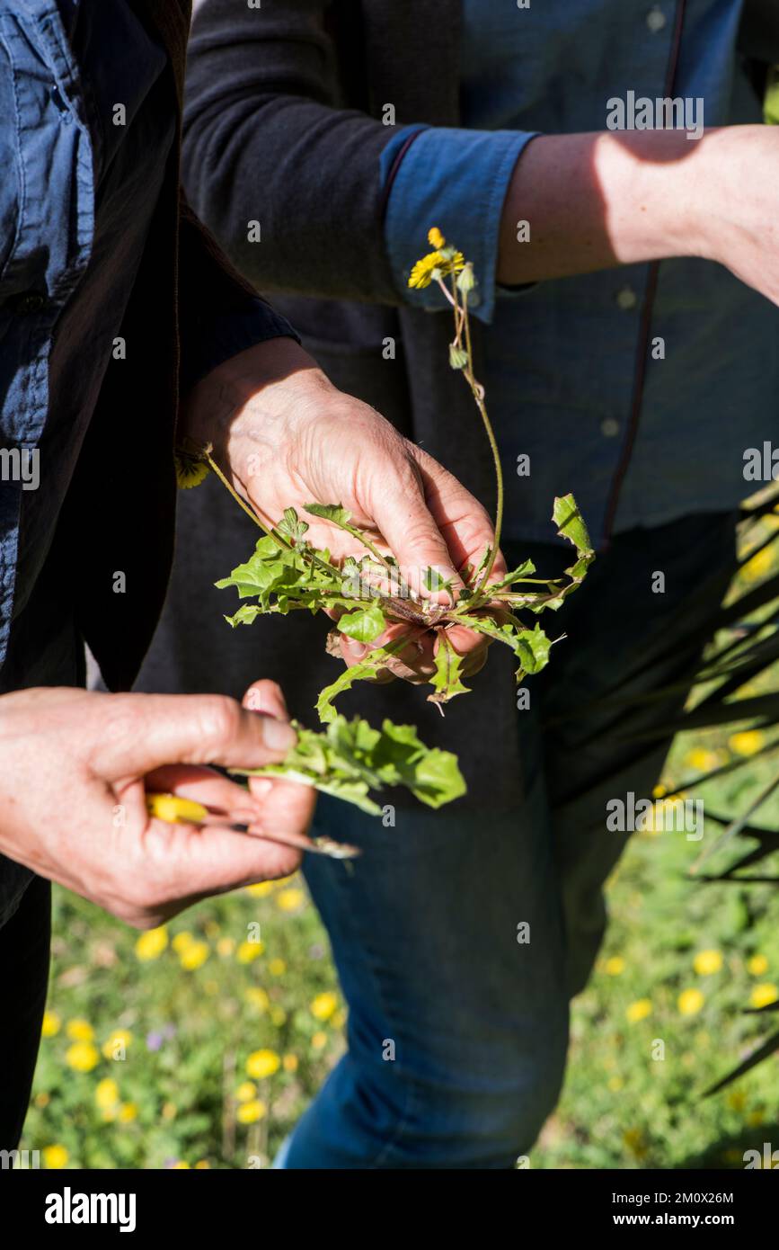 Foraggio per fiori commestibili e verdi di dente di leone nella campagna italiana Foto Stock