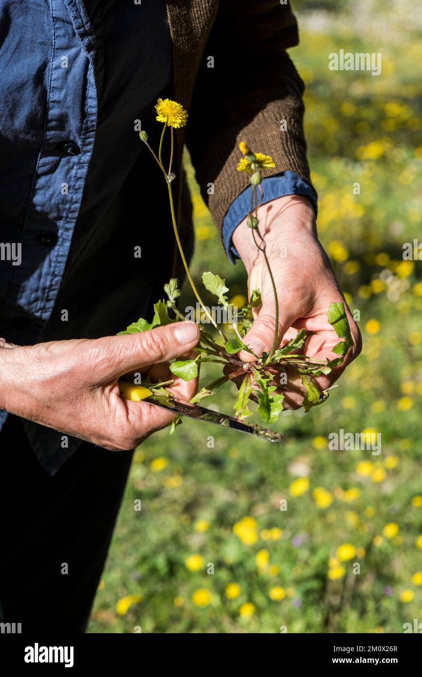 Foraggio per fiori commestibili e verdi di dente di leone nella campagna italiana Foto Stock