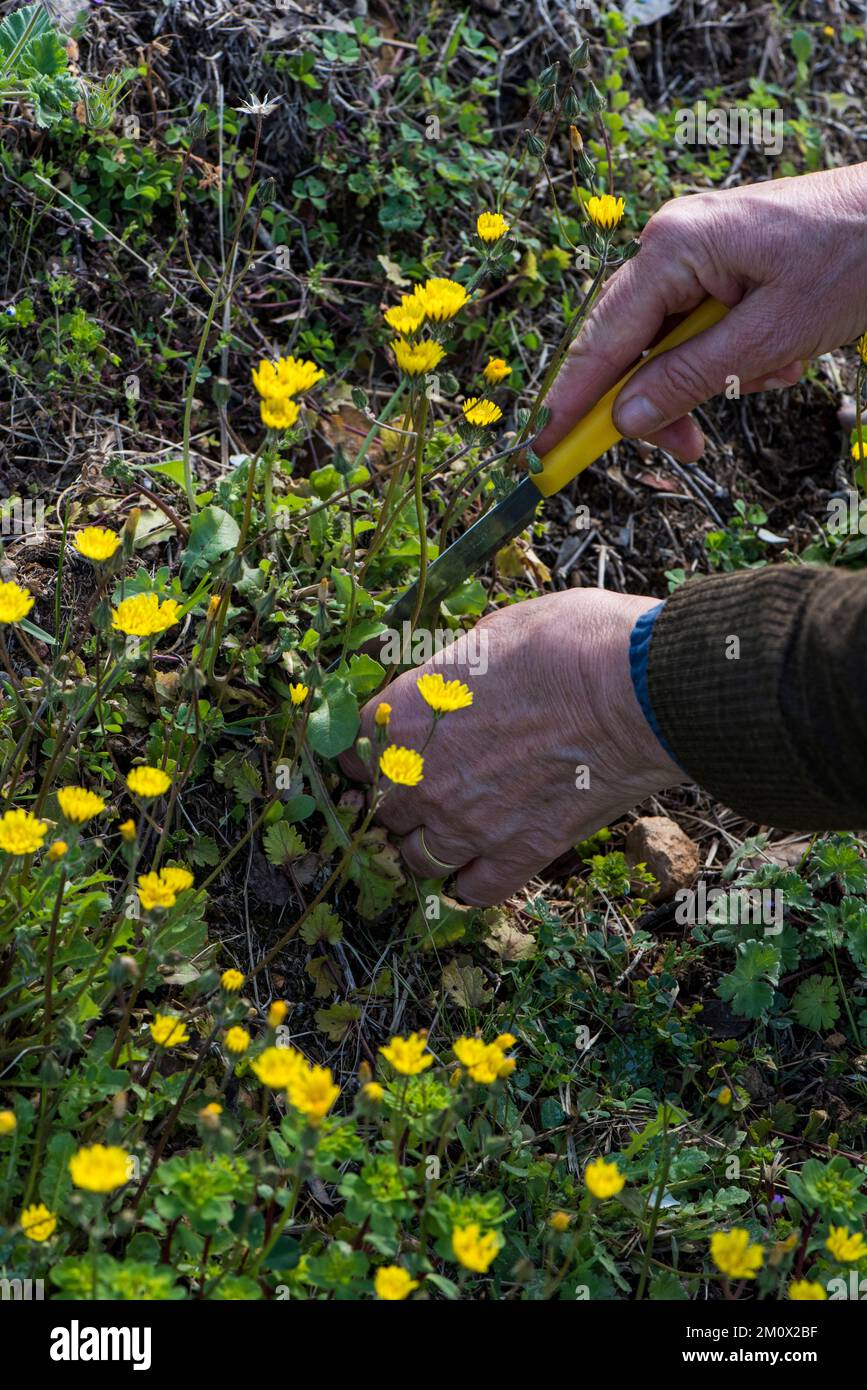 Foraggio per fiori commestibili e verdi di dente di leone nella campagna italiana Foto Stock Foraggio per fiori commestibili e verdi di dente di leone nella campagna italiana Foto Stock