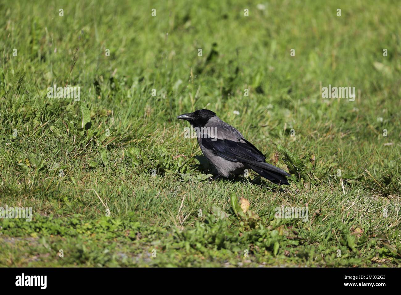 Corvo con cappuccio, corvus cornix, Famiglia Corvidae, Isole Lofoten Foto Stock