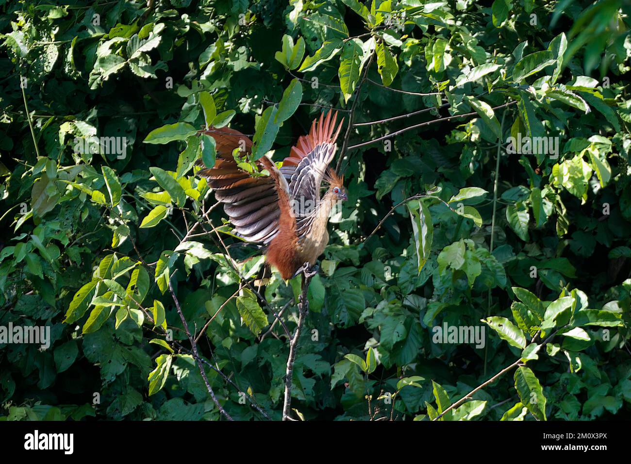 Hoatzin (Opisthocomus hoazin) o Coot andino in volo, Manu National Park Cloud Forest, Perù, Sud America Foto Stock