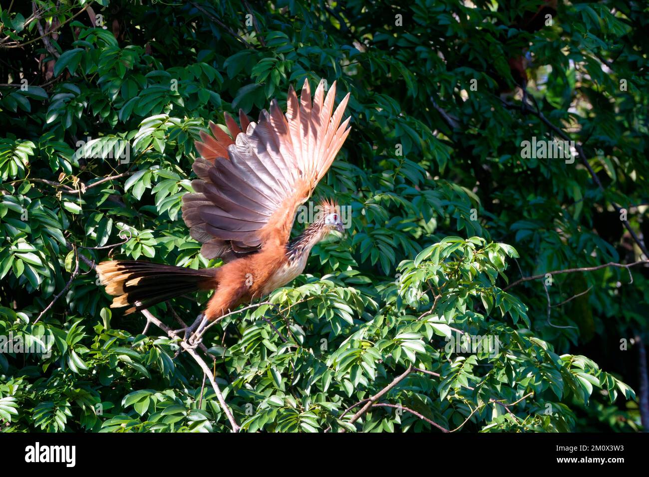 Hoatzin (Opisthocomus hoazin) o Coot andino in volo, Manu National Park Cloud Forest, Perù, Sud America Foto Stock