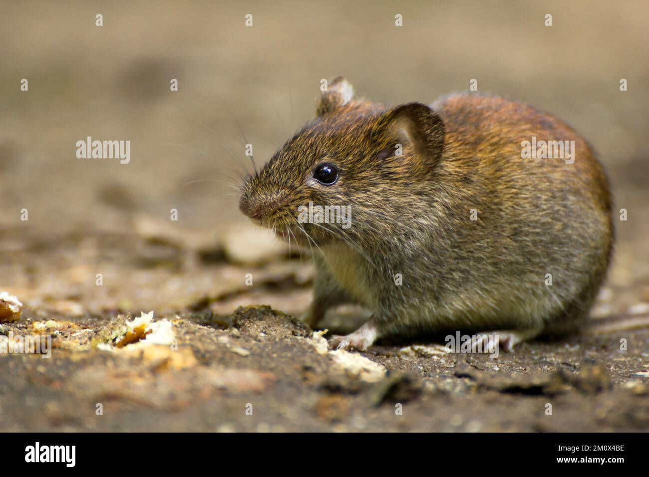 Primo piano di una Vola comune su un pavimento forestale nel suo habitat naturale Foto Stock