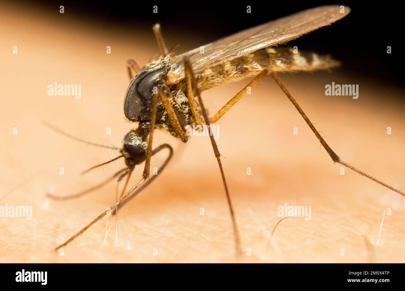 Macro di una zanzara su una pelle umana che succhia sangue Foto Stock