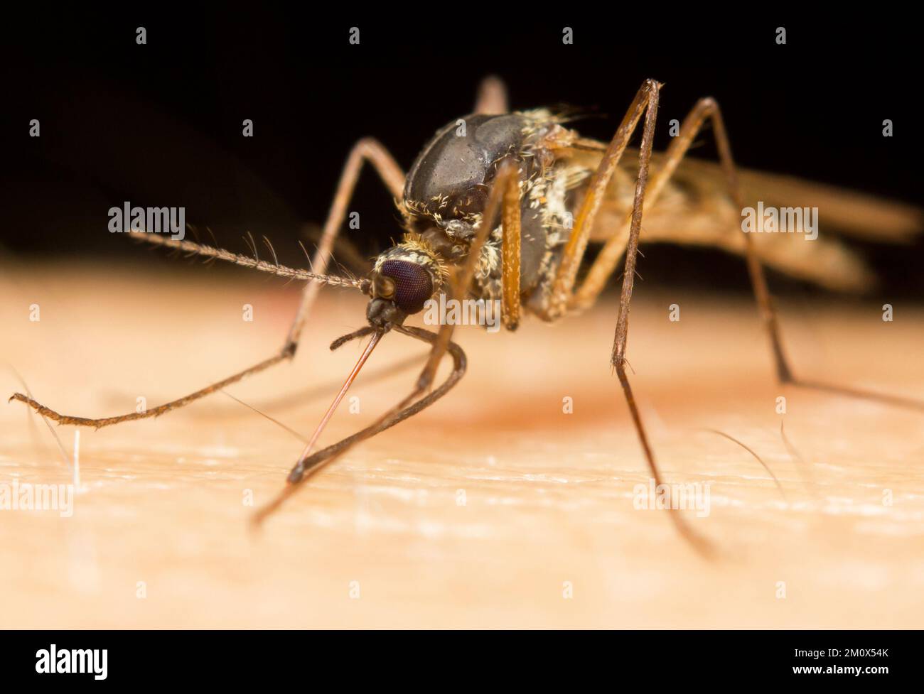 Macro di una zanzara su una pelle umana che succhia sangue Foto Stock
