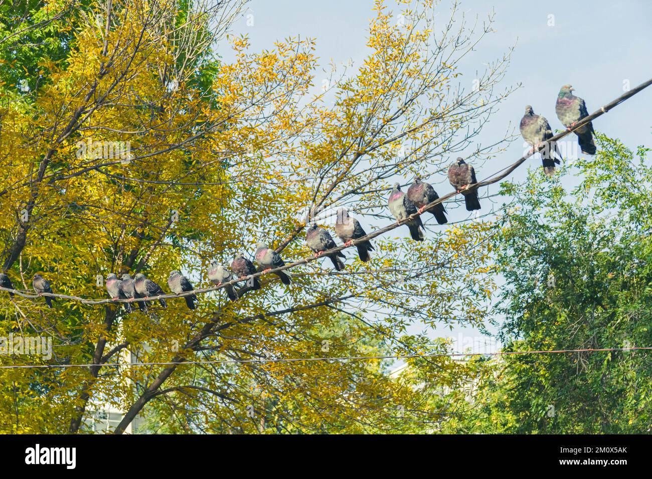 Bird si siede sul filo contro il cielo blu. Piccioni nel parco. Foto Stock