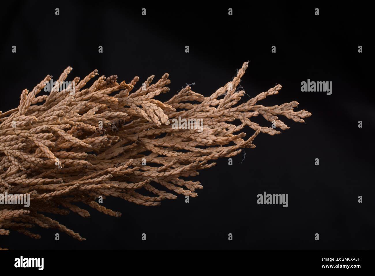 Una foglia asciutta separata dei tempi d'autunno Foto Stock