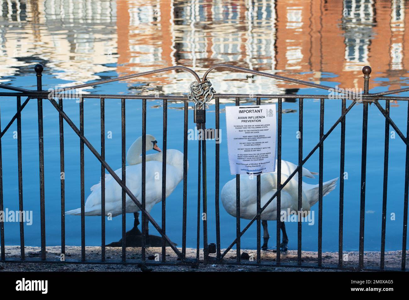 Windsor, Regno Unito. 8th dicembre 2022. Oggi c'erano pochissimi cigni sul Tamigi. Tragicamente, a seguito di un'epidemia nazionale di influenza aviaria sono morti almeno 66 cigni del gregge di Windsor. Lungo il percorso del fiume rimangono dei cartelli che chiedono alla gente di non nutrire i cigni. L'ente locale di beneficenza del cigno, Swan Support, sta facendo l'alimentazione controllata dei cigni nel tentativo di fermare la diffusione dell'influenza della sposa. Credit: Maureen McLean/Alamy Live News Foto Stock