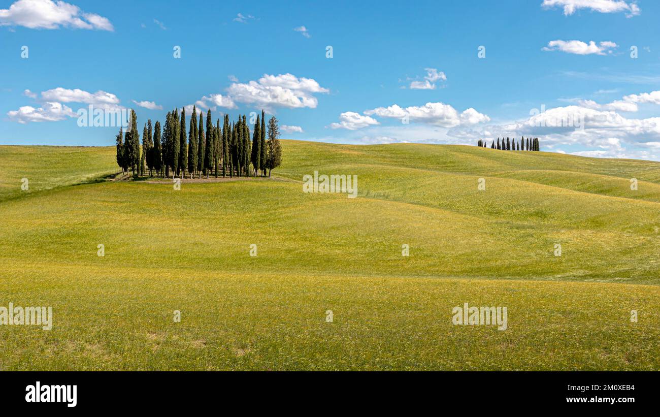 I cipressi Foto Stock