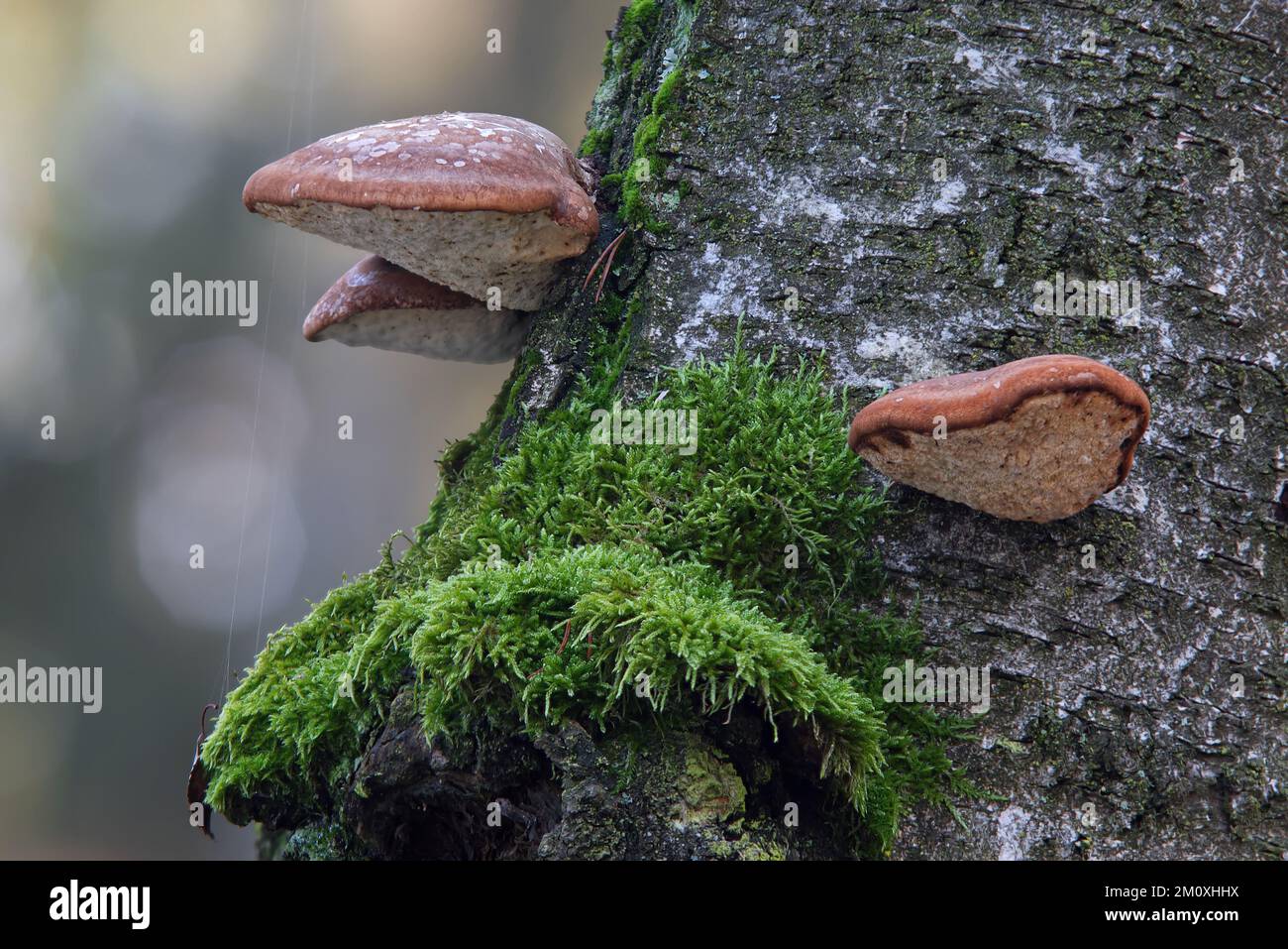 Fomitopsis betulina o Piptoporus betulinus che crescono sul tronco di un albero di betulla maturo in una vegetazione mista boschiva. Noto anche come il poliporo di betulla Foto Stock