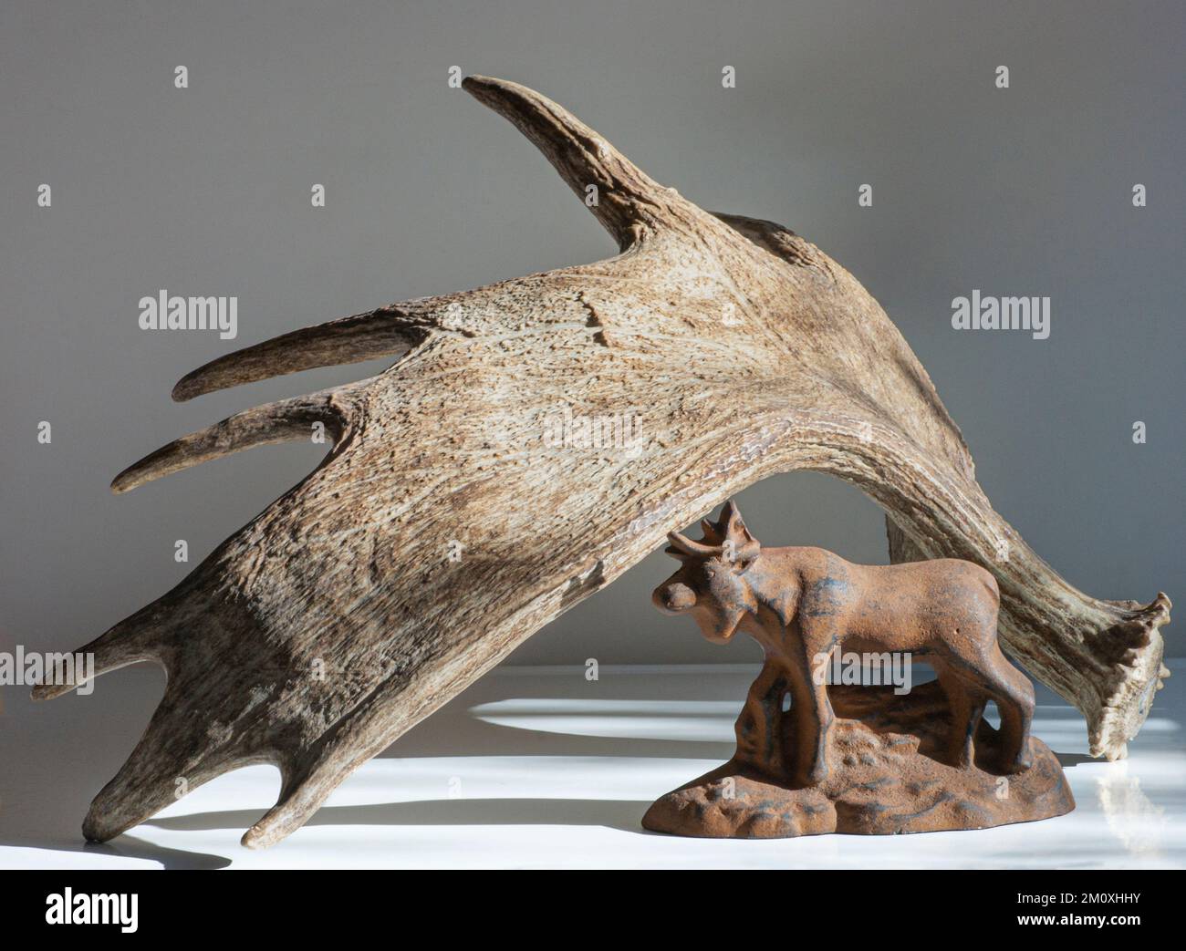 La corna di Moose incornicia la statua in metallo del mammifero sul tavolo. Il decoratore vede texture, punti, corna o corna come enfasi del confronto delle dimensioni. Foto Stock