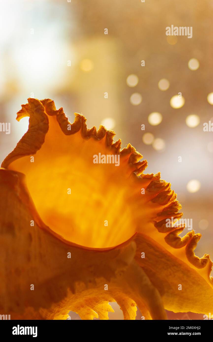 Primo piano di conchiglia, riflessi lenti e punti solari. Giallo bagliore enfatizza un bordo ruvido, apertura ampia, guardare in avanti, nuove idee, suono, scoperta. Foto Stock