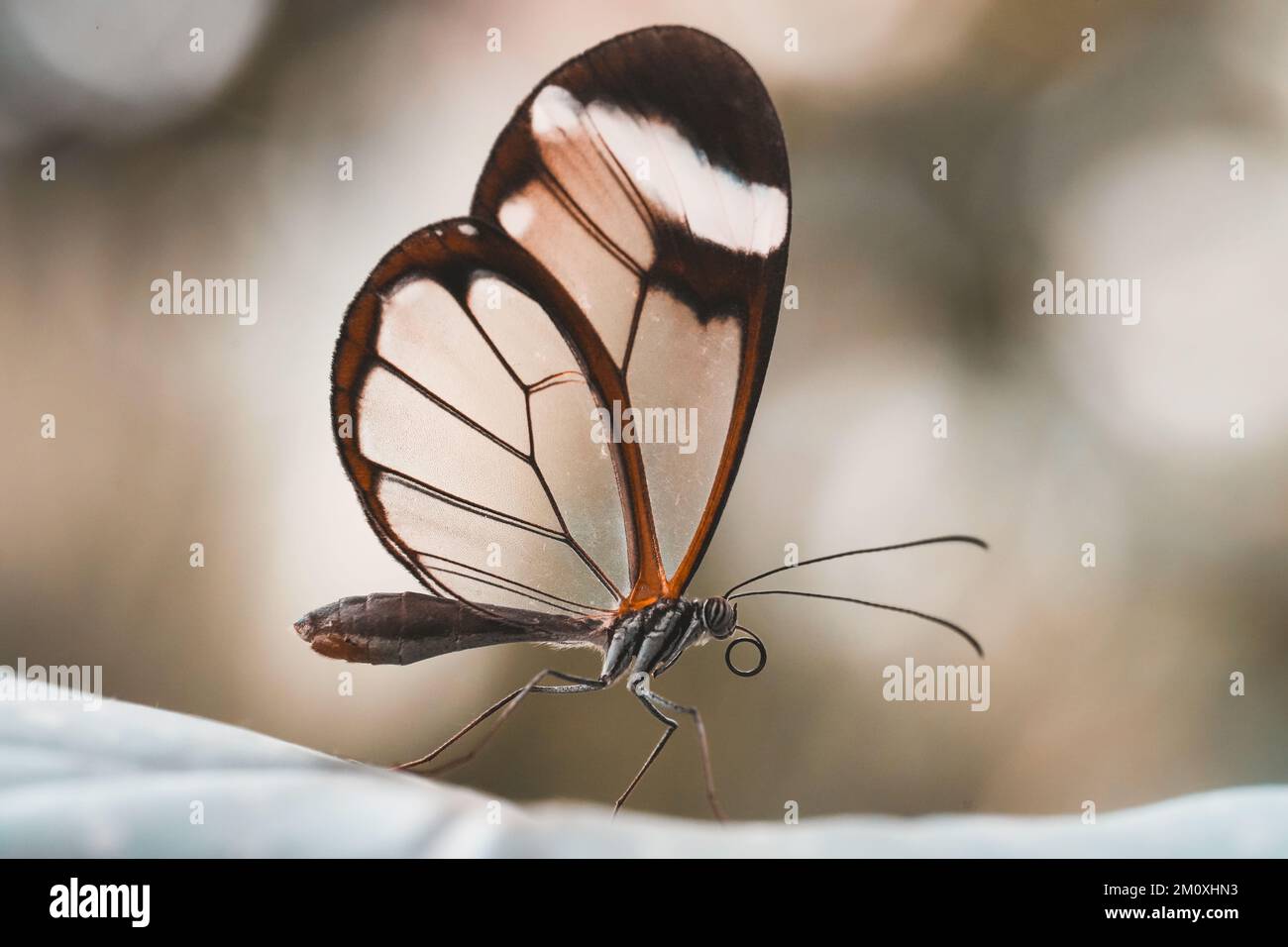 Un macro scatto di una bella farfalla di vetro su una pianta Foto Stock