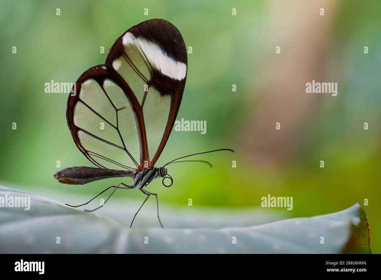 Un macro scatto di una bella farfalla di vetro su una pianta Foto Stock
