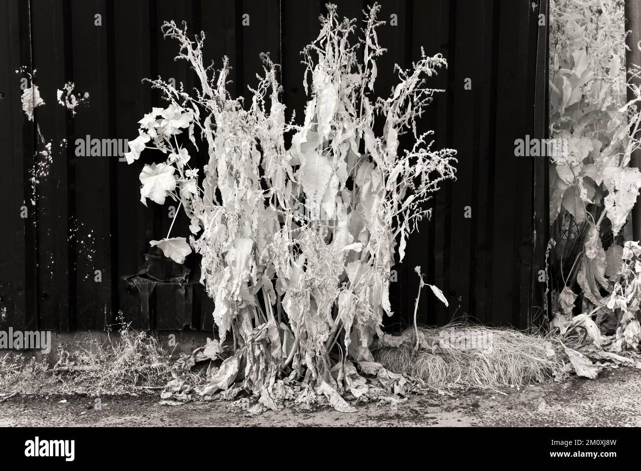 Fotografia in bianco e nero di un impianto di banchina sul canale di Trent e Mersey a Great Haywood Cannock Chase AONB Foto Stock