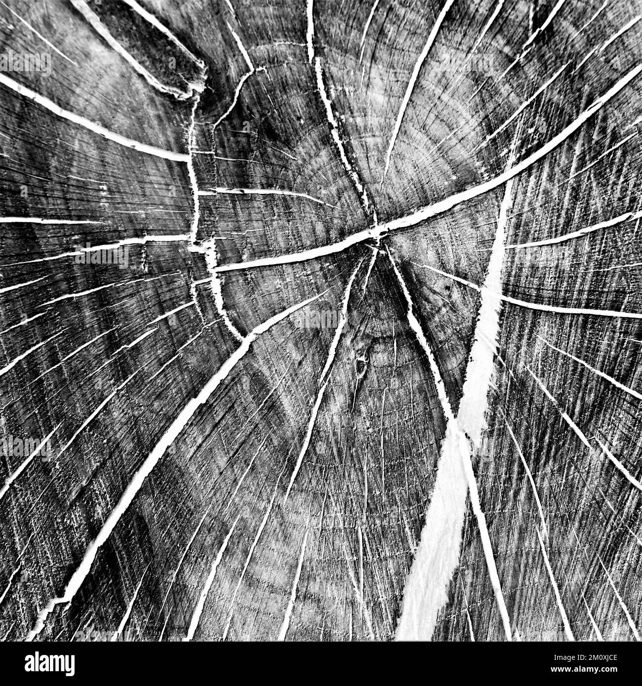 Abstract tavolozza limitata di colore attenuato fotografia di dettaglio naturale delle basi di ceppo albero nella foresta di Cannock Chase Foto Stock