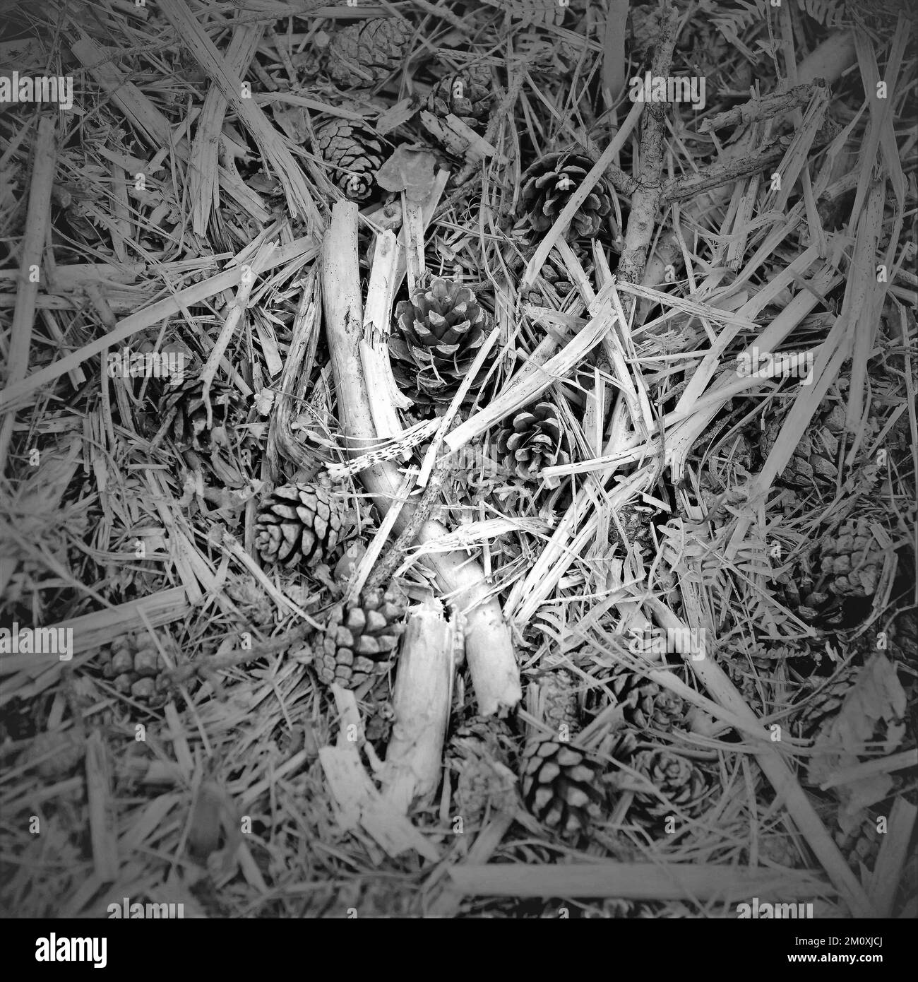 Fotografia in bianco e nero del pavimento della foresta di Cannock Chase con la figliata dell'albero in un'area di bellezza naturale eccezionale Foto Stock