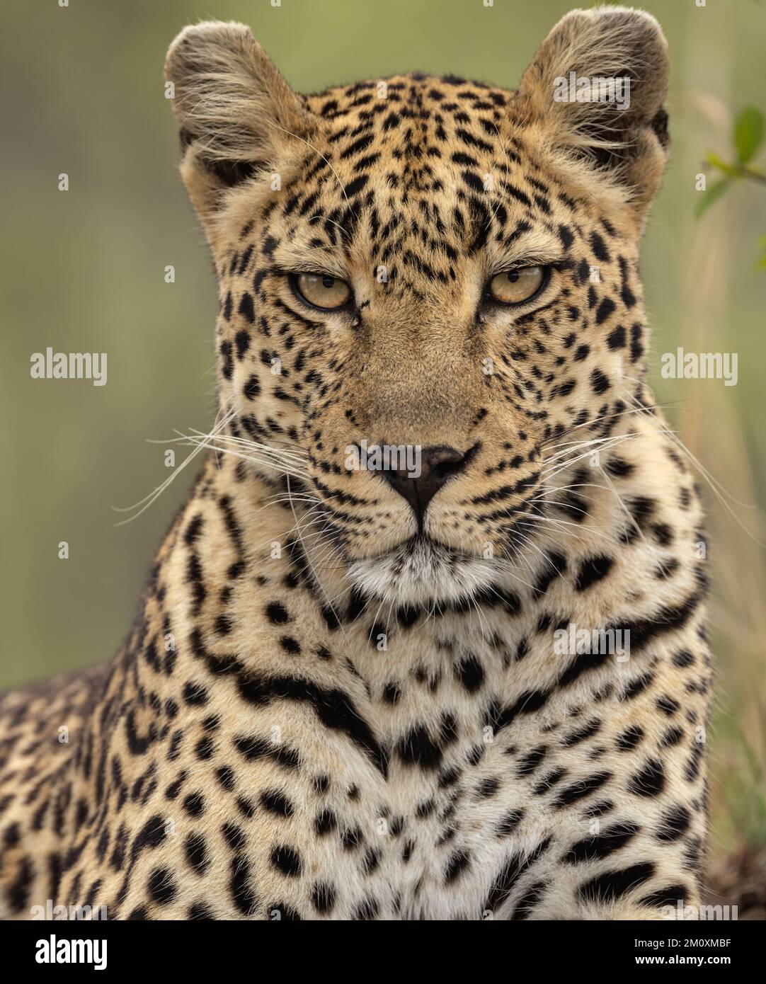 Leopardi del Parco Nazionale Kruger nel loro habitat. Foto Stock