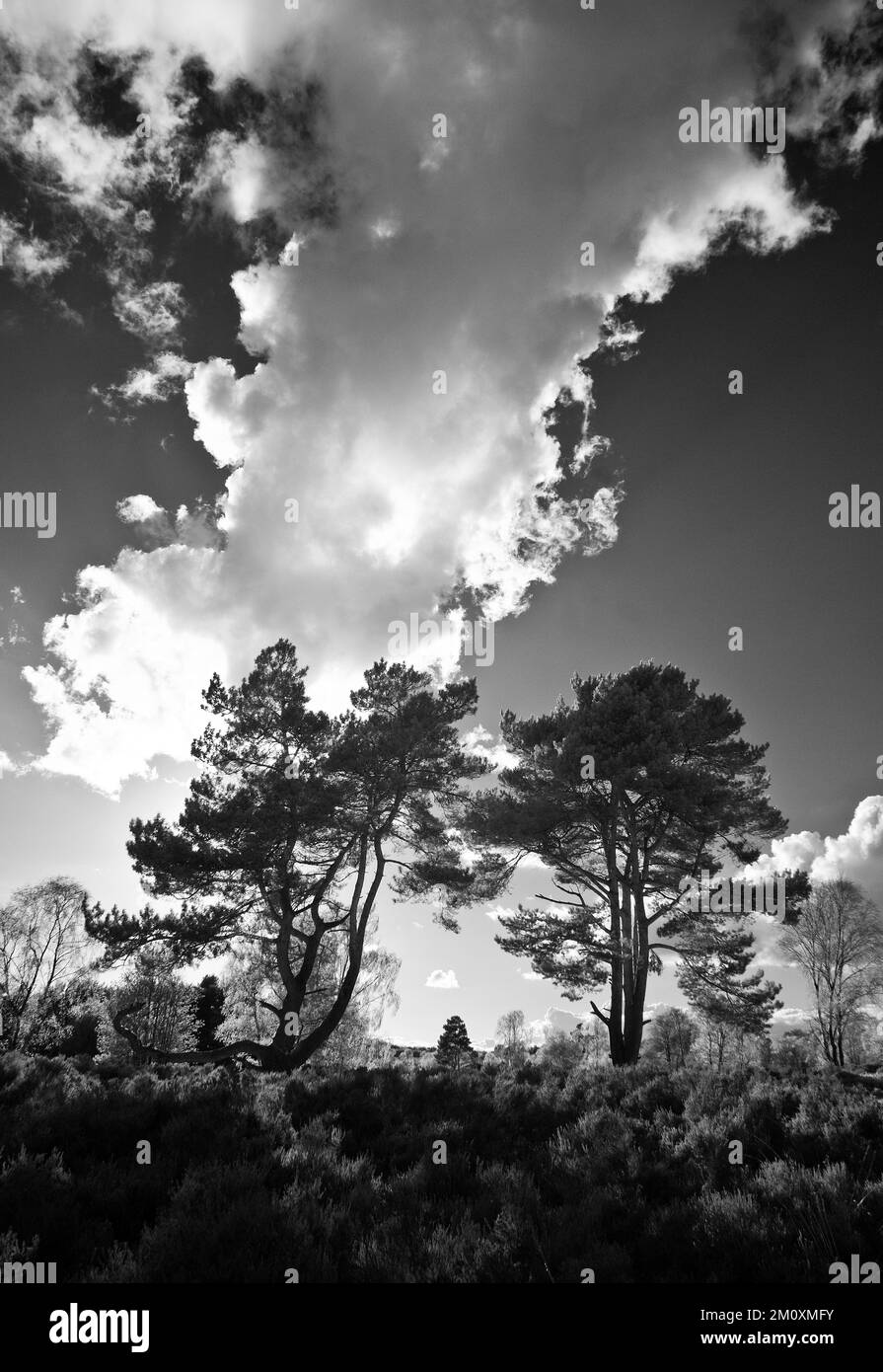 Foto in bianco e nero delle nuvole sopra gli alberi di pino in primavera su Cannock Chase AONB Area di eccezionale bellezza naturale in Staffordshire Inghilterra Foto Stock