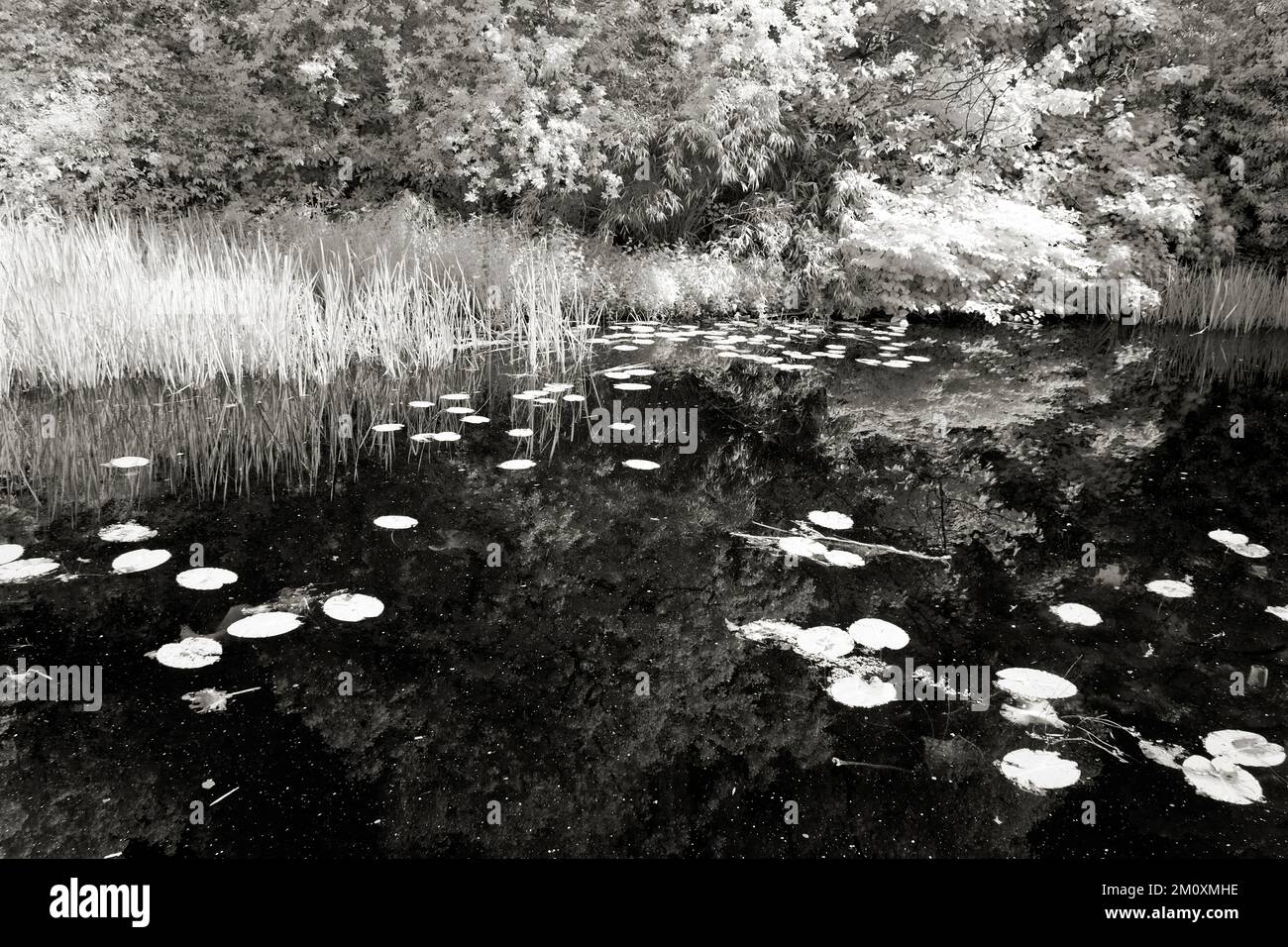Bella fotografia in bianco e nero del fiume scrofa attraverso i prati di Shugborough in estate su Cannock Chase AONB Area di eccezionale bellezza naturale in Foto Stock