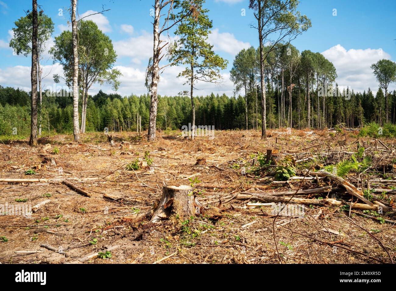 Una zona fresca e pulita con alcuni alberi rimasti in piedi nella Lettonia estiva, in Europa Foto Stock