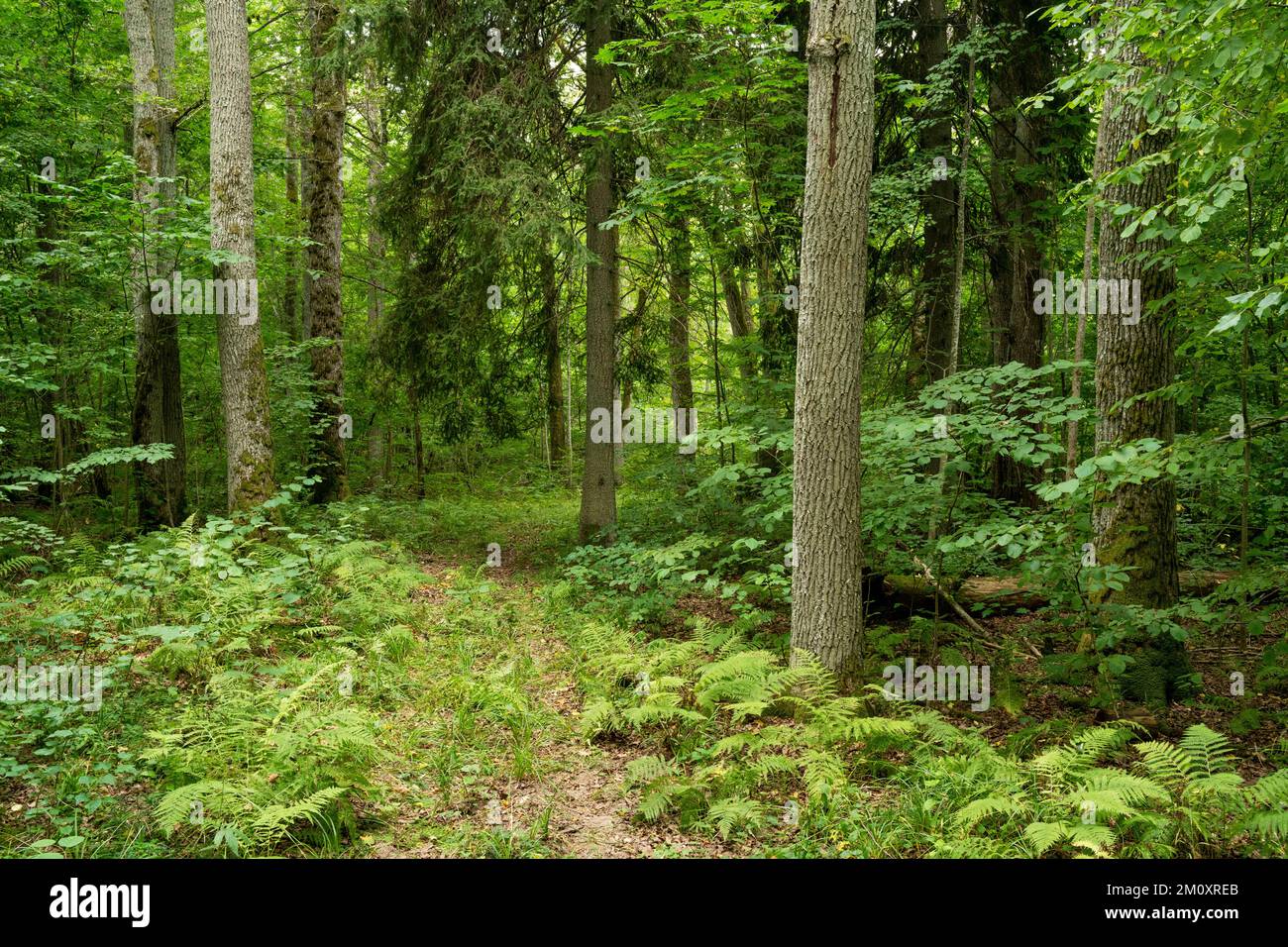 Un piccolo sentiero che conduce attraverso una lussureggiante foresta di quercia nel nord della Lettonia, in Europa Foto Stock